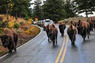Yellowstone and Grand Teton 5-Day Small Group Tour thumbnail 6
