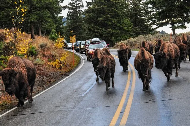 Yellowstone and Grand Teton 5-Day Small Group Tour - Image 6