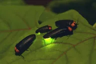Asheville Nighttime Forest Firefly Hike thumbnail 3