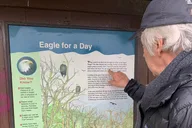 Seattle Bald Eagles Nesting Tour at Skagit River thumbnail 4
