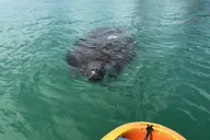 Bradenton Beach Kayak Adventure thumbnail 6