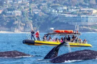 Dana Point Dolphin & Whale Watching Zodiac Adventure thumbnail 1