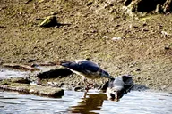 Ketchikan Rainforest Walk and Totem Park Tour thumbnail 1