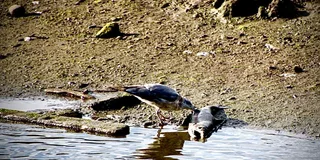 Ketchikan Rainforest Walk and Totem Park Tour