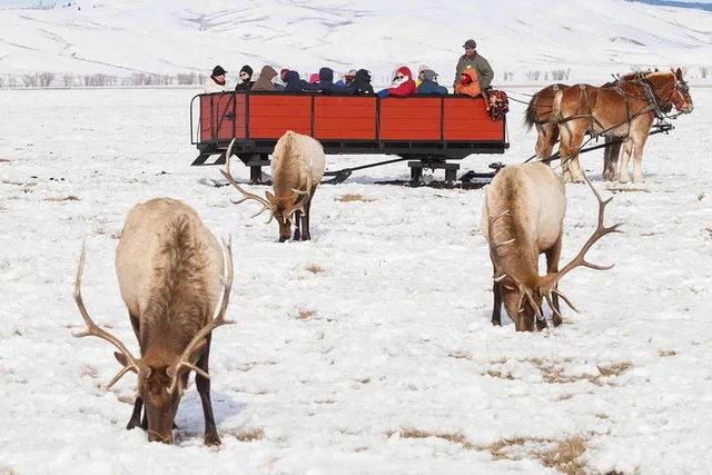 Jackson Hole Wildlife Safari Tour - Image 2