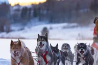 Jackson Hole Dogsledding Tour with Hot Chocolate thumbnail 6