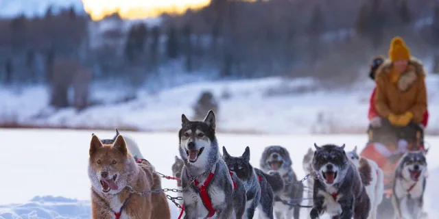 Jackson Hole Dogsledding Tour with Hot Chocolate - Image 6