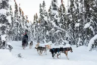 Borealis Basecamp Dogsled and Reindeer Day Trip thumbnail 6