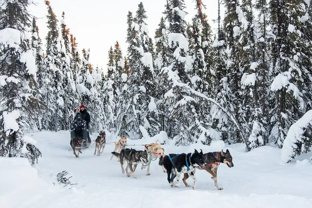 Borealis Basecamp Dogsled and Reindeer Day Trip - Image 6