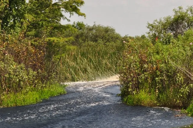 Orlando Everglades Airboat Tour 1 hr - Image 3
