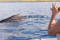 Maui Dolphin and Whale Watching Eco-Raft Tour 2 hr thumbnail 2