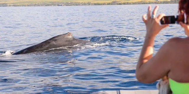 Maui Dolphin and Whale Watching Eco-Raft Tour 2 hr - Image 2