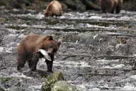 Juneau Brown Bear Viewing at Waterfall Creek thumbnail 5