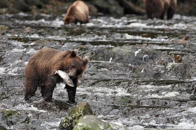 Juneau Brown Bear Viewing at Waterfall Creek - Image 5