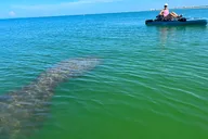Big Hickory Island Hobie Kayak Eco Adventure thumbnail 5