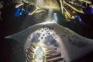 Kailua-Kona Manta Ray Night Snorkeling Adventure thumbnail 3