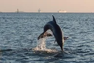 Tampa Dolphin Sightseeing Cruise 1.5 hr thumbnail 1