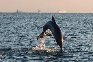 Tampa Dolphin Sightseeing Cruise 1.5 hr