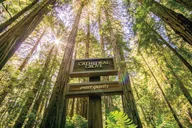 San Francisco Muir Woods and Sausalito Tour with Hop-On Hop-Off thumbnail 1