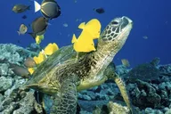 Waikiki Turtle Snorkel and Sail on Hawea Catamaran thumbnail 6