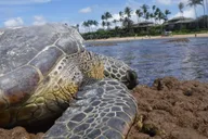 Maui Snorkeling Tour with Gear and Instructor 1.5 hr thumbnail 4