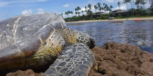 Maui Snorkeling Tour with Gear and Instructor 1.5 hr - Image 4