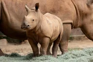 Atlanta Zoo Admission thumbnail 1
