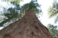 Las Vegas to San Francisco: Death Valley & Yosemite 4-Day Tour thumbnail 6
