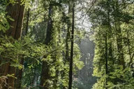 San Francisco Muir Woods and Sausalito Tour thumbnail 4