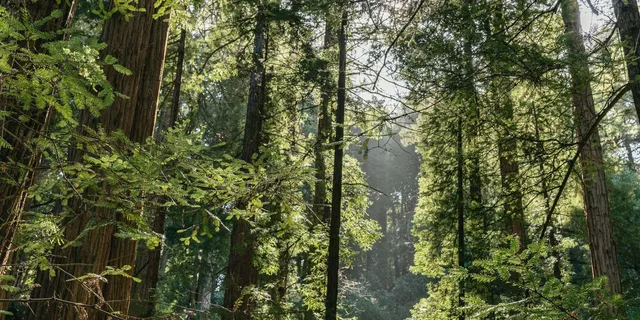San Francisco Muir Woods and Sausalito Tour - Image 4