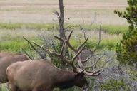 Jackson Grand Teton National Park Tour 4 hr thumbnail 4