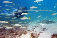 West Palm Beach Scuba Diving Adventure with Videos thumbnail 2