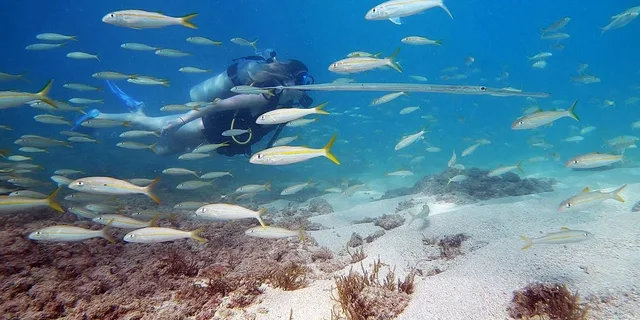 West Palm Beach Scuba Diving Adventure with Videos - Image 2