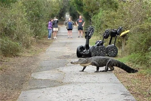 Myrtle Beach Segway Tour in Huntington Beach State Park - Image 4