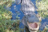 Miami Everglades Tour in French 4 hr thumbnail 1