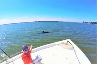 Hilton Head Dolphin Tour with Dining Stop thumbnail 1