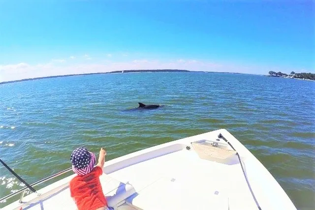 Hilton Head Dolphin Tour with Dining Stop - Image 1
