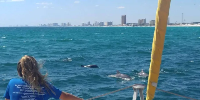 Panama City Beach Dolphin Sightseeing Catamaran Tour - Image 2