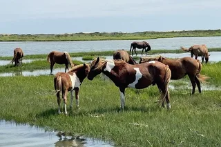 Ocean City Assateague Island Cruise