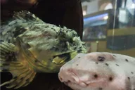 Santa Monica Aquarium Experience thumbnail 4