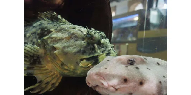 Santa Monica Aquarium Experience - Image 4
