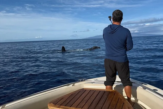 Ma'alaea Humpback Whale Watching Cruise 2 hr - Image 4