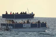 Panama City Dolphin Cruise at Sunset thumbnail 3