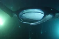 Kona Manta Ray Night Snorkel Small Group 2 hr thumbnail 5