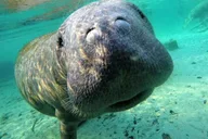Crystal River Manatee Swim Tour thumbnail 1