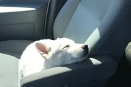 Cody Yellowstone Pet-Friendly Tour thumbnail 1