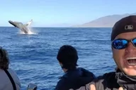 Maui Whale Watching Tour 1.5 Hours thumbnail 3