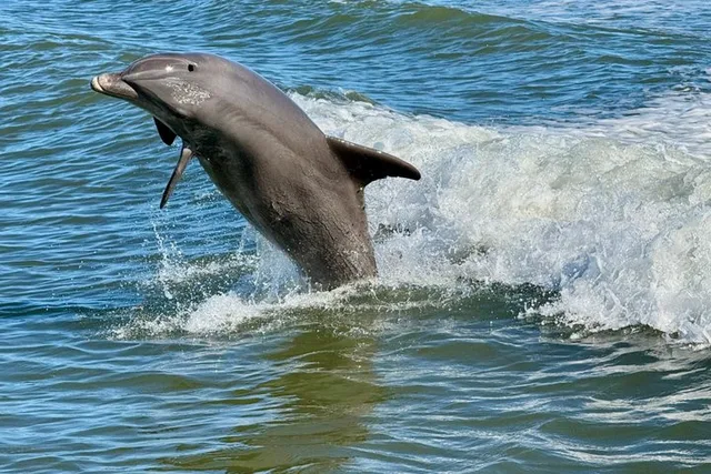 Naples Dolphin and Eco Cruise to Keewaydin Island 3 hr - Image 5