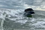 Fort Myers Beach Dolphin Tour thumbnail 5