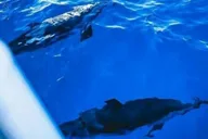 Lahaina Snorkeling and Sailing Day Trip thumbnail 2
